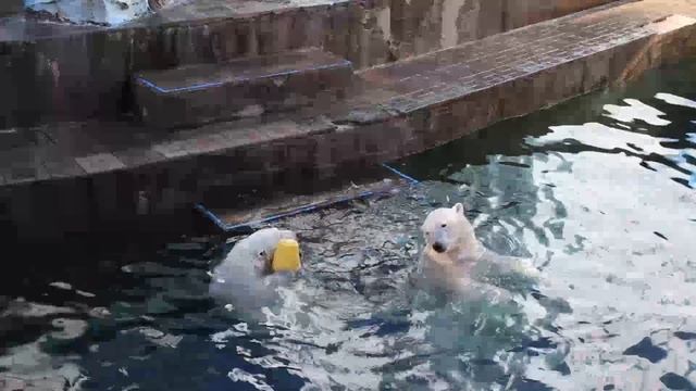 После завтрака плаваем и летаем...After Breakfast We Swim And Fly ..