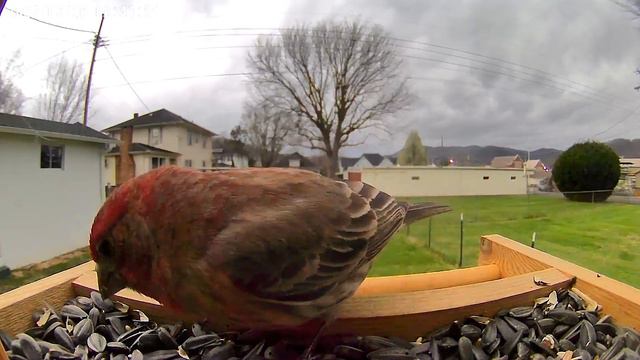 House Finch смотреть онлайн