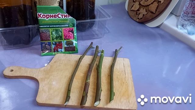 Укоренение розы из букета ? смотреть онлайн