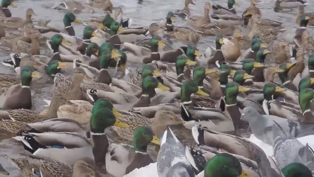 Кругом белым - бело смотреть онлайн