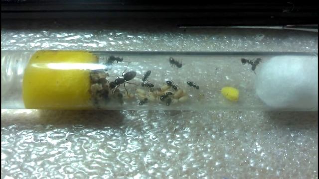 Муравьиная ферма. Lasius umbratus смотреть онлайн