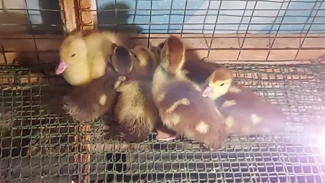 Первая неделя жизни мускусных утят. Начинам выращивать мускусную утку смотреть онлайн