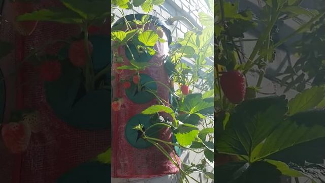 Висячий сад садовой земляники смотреть онлайн