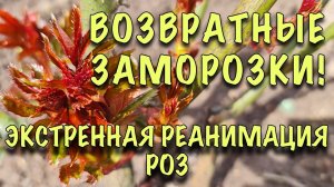 УЖАС! СРОЧНО СПАСАЕМ РОЗЫ от ВОЗВРАТНЫХ ЗАМОРОЗКОВ!