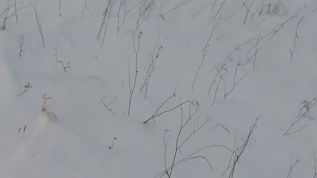 Сибирь, заяц которой не боится собак, и обнаглел приходит в гости. ? смотреть онлайн