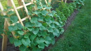 Выращивание огурцов на шпалере. Плюсы и минусы такого способа.mp4