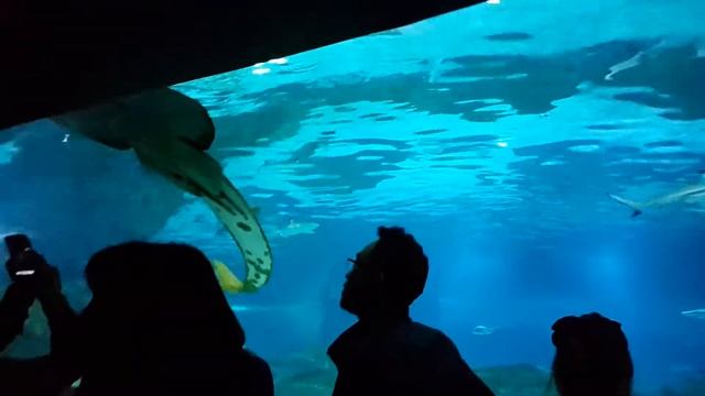Океанариум Сеул 1 смотреть онлайн