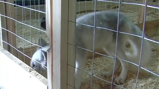 Кормить и трогать руками разрешается смотреть онлайн