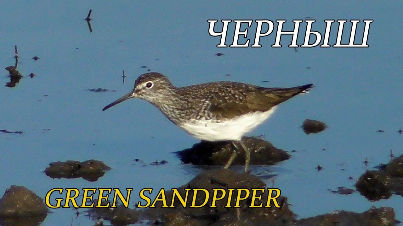 Черныш / Green Sandpiper / Tringa ochropus смотреть онлайн