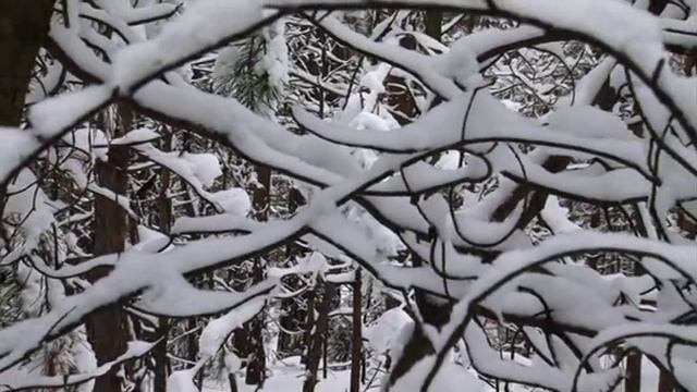 Зимний лес-2010