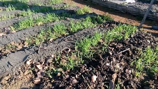 Посадка картофеля. Начало марта. Компост. Песок. Сидераты. смотреть онлайн