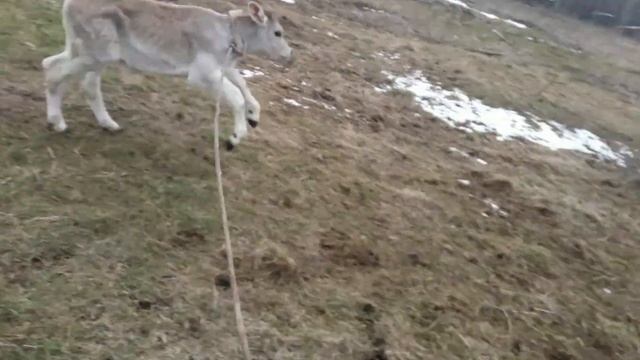 Теленок породы швиц. смотреть онлайн