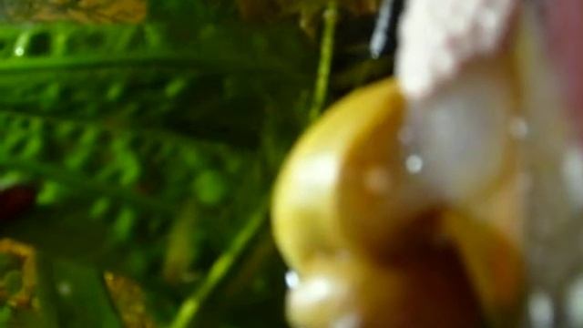 Улитка (ампулярия) делает кладку