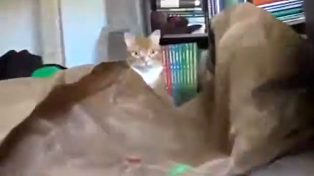 Мышка-воришка😁😁 смотреть онлайн