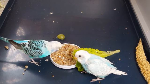 Птенец непоседа. Волнистый попугай. 25 дней смотреть онлайн