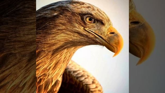 Зажигательная Лезгинка смотреть онлайн