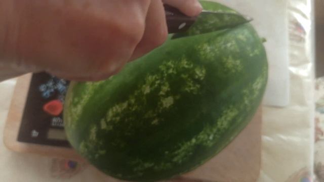 Огромный арбуз Дайтона привитый на лагенарию Лето 2022 Теплична бахча Подмосковье! Абалденная ягода смотреть онлайн