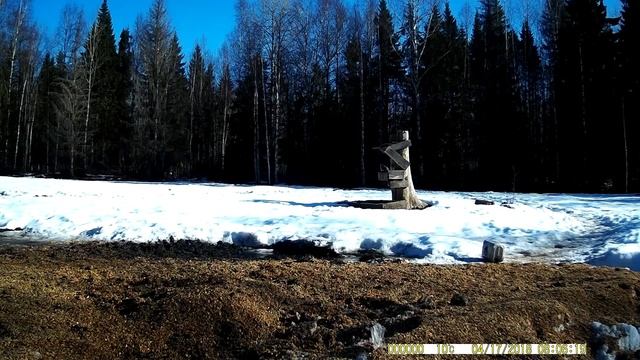 Птицы, запечатленные на фото ловушку. Часть № 20