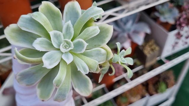Echeveria Lemon Rose variegated смотреть онлайн