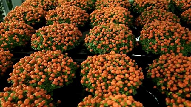 Nertera granadensis 'Astrid' смотреть онлайн