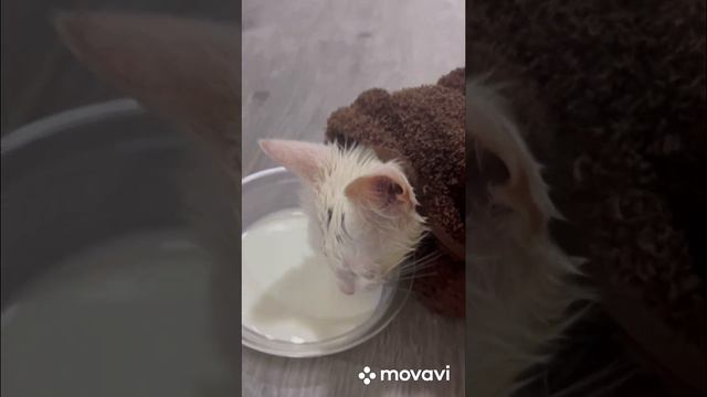 Не смогла пройти мимо котенка . Бездомная белоснежка смотреть онлайн