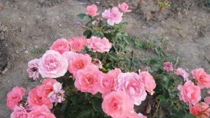 Постоянноцветущие (почти) жароустоучивые ,неприхотливые сорта роз- ФЛОРИБУНД обзор 27.08.22 год