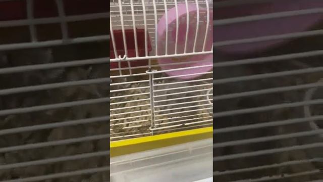 Чем можно кормить хомяка и как приучить к рукам?? смотреть онлайн