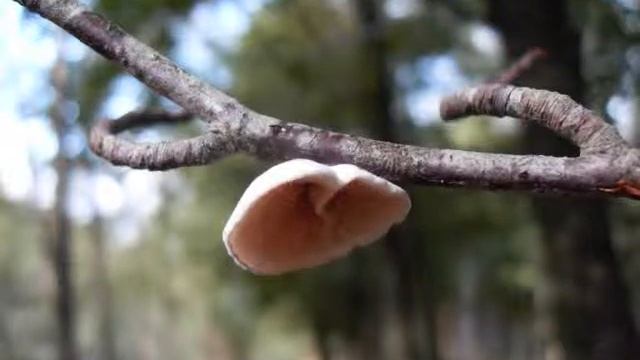 Waaiertje Schizophyllum commune 24 sept 2010.wmv смотреть онлайн