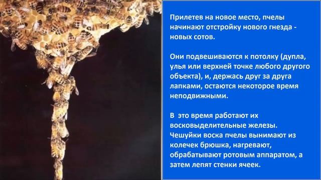 Что такое воск пчелиный и как он добывается смотреть онлайн