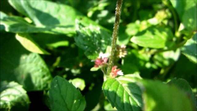 Peppermint (Mentha x piperita) - 2013-08-23 смотреть онлайн