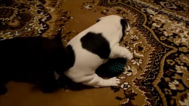 щеночки французского бульдога смотреть онлайн