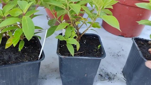 Подкормка по листу метельчатой гортензии? смотреть онлайн