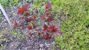 Physocarpus opulifolius 'Andre', Пузыреплодник калинолистный Андре