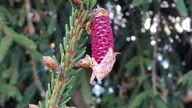 ЭТО БЫЛО В МАЕ. ЁЛКА С КРАСНЫМИ ПОЧКАМИ. ПОЛЬША. смотреть онлайн