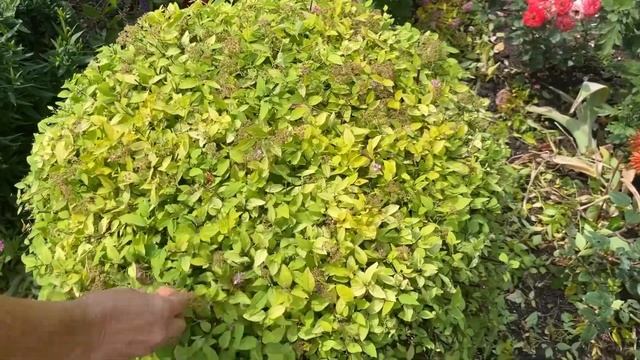 Как подстричь спирею за 7 минут