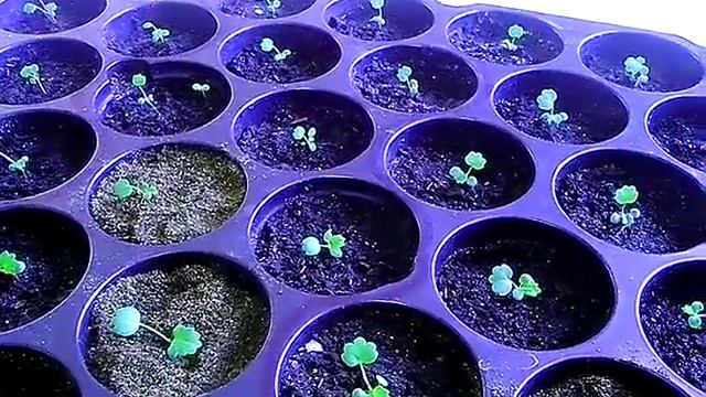 Земляника из семян . Рассада. Подсыпаю землю. смотреть онлайн