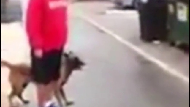 Экстремально натренированный пёс смотреть онлайн