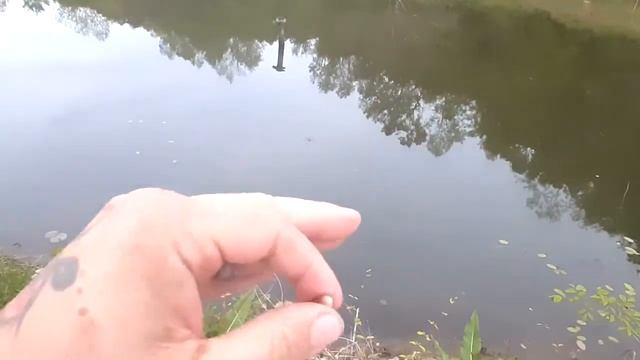 Can Berkley GULP ALIVE! & Gulp! Minnows help catch more fish? #bankfishing #notsponsored смотреть онлайн