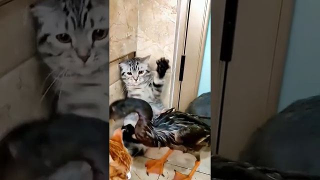 Кот и утка смотреть онлайн