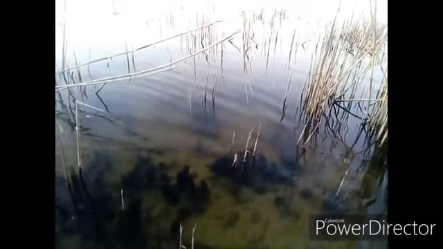 ВЫБРАЛ КАМЫШ ГДЕ ПОСТАВЛЮ МОСТИК НА ЛЕТО 28.04.2020 пос.Днепровский КПК. HD 720p1 смотреть онлайн