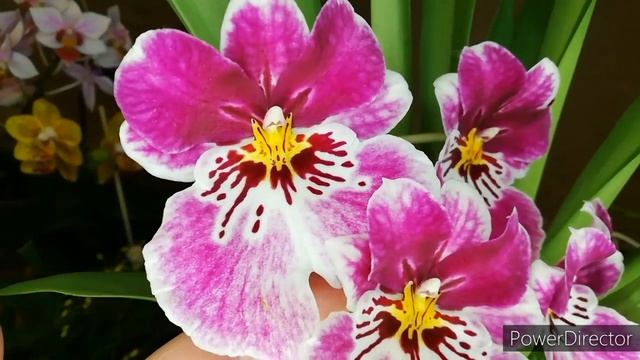 Цветение орхидей в июне 2021 г. #домашнеецветение #орхидеи смотреть онлайн