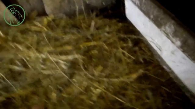 Гуси несутся | Жизнь в селе смотреть онлайн