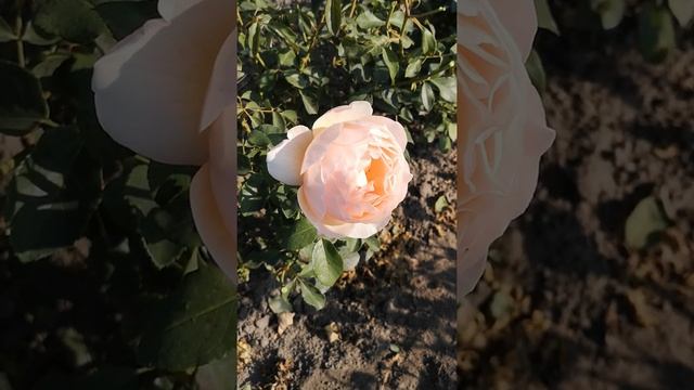 Троянда Джуд зе Обскур смотреть онлайн