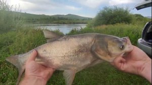 Рыбалка на толстолобика, ловля на технопланктон. Рыбалка на флэт. Лето 2024 #fishing #рыбалка #лето