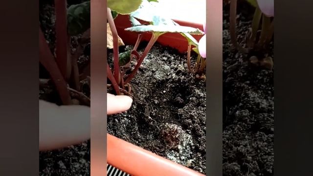 #цикламен из семян#дома легко# смотреть онлайн