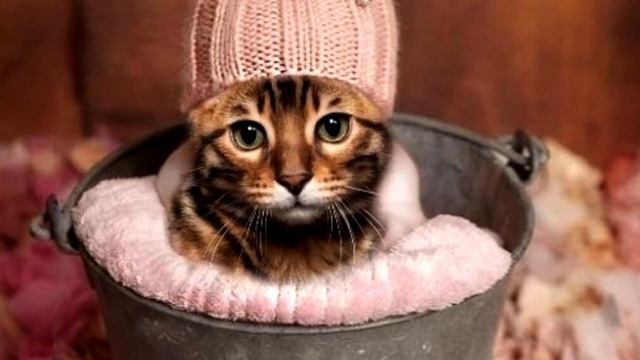 Чем грозит потеря шапки? Народные приметы. смотреть онлайн