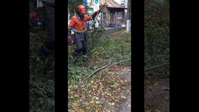Удаление дерева в электропроводах. Removal of wood in electrical wires. смотреть онлайн