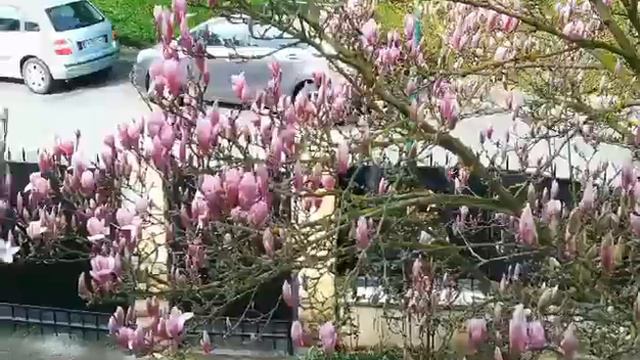 ផ្កា ចំប៉ា ស្រុកត្រជាក់(Magnolia) смотреть онлайн
