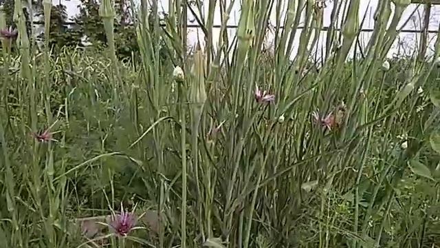 Овсяный корень или козлобородник пореелистный//26 июня 2019 г. смотреть онлайн