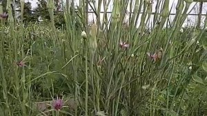 Овсяный корень или козлобородник пореелистный//26 июня 2019 г.